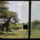 Giraffes face extinction as their numbers decline rapidly due to shrinking habitats